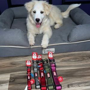 NWT Kong Padded Collar - Various Sizes